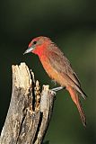 Hepatic Tanager